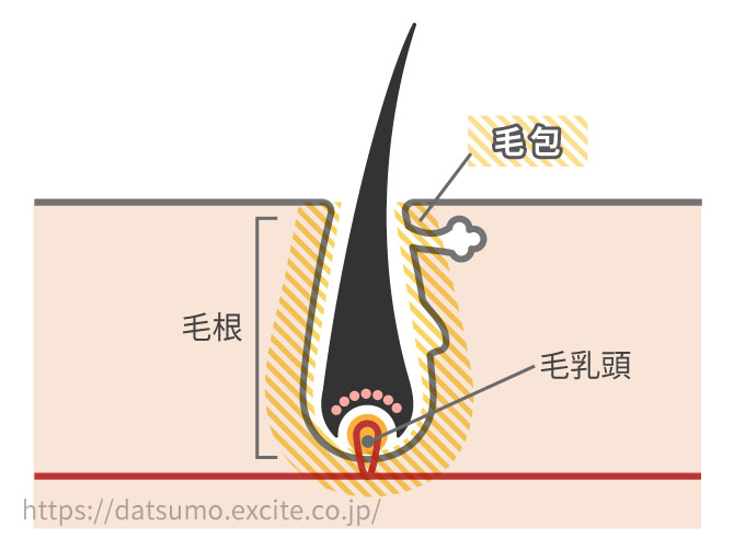 IPL脱毛の仕組み